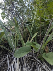 Iris alberti, photograph (c) Islam Galymzhanov, some rights reserved (CC BY)