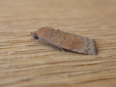 Austrocarea iocephala