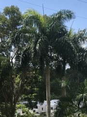 Roystonea borinquena