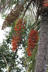 Bactris