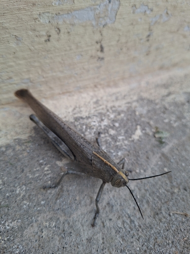 Egyptian Bird Grasshopper