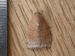 Austrocarea iocephala