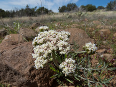 Lomatium nevadense