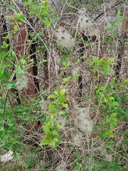 Clematis vitalba