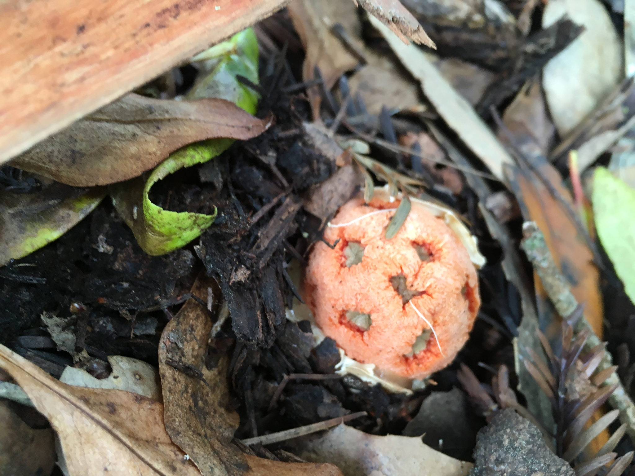 Clathrus ruber image