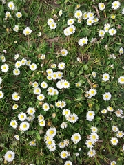 Bellis perennis