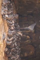 Rousettus leschenaultii