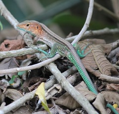 Cnemidophorus duellmani