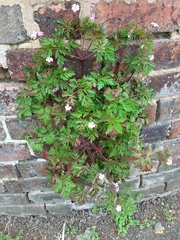 Geranium robertianum