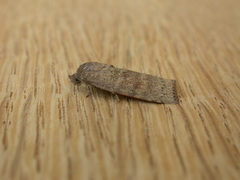 Austrocarea iocephala