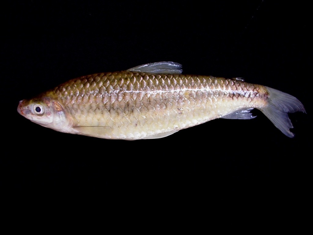Characin (Leporinus striatus) — Anostomidae