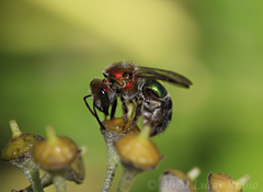 Augochloropsis tupacamaru