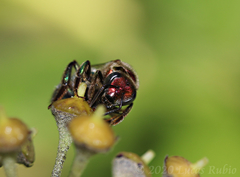 Augochloropsis tupacamaru