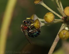 Augochloropsis tupacamaru