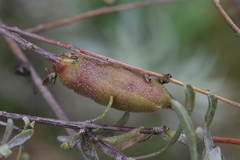 Asphondylia atriplicis