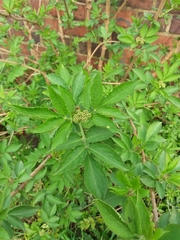 Sambucus nigra