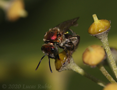 Augochloropsis tupacamaru