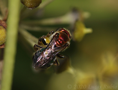Augochloropsis tupacamaru