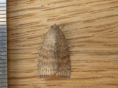 Austrocarea iocephala