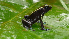 Phyllobates aurotaenia