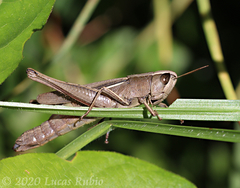 Amblytropidia australis