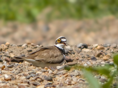 Little Ringed Plover