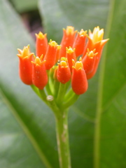 Gurania lobata