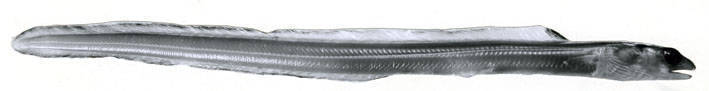 Black-spotted Conger