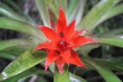 Guzmania lingulata