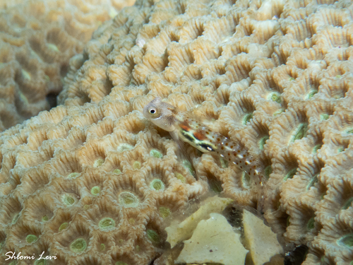 Alloblennius pictus observed 2026-05-15