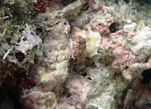 Roughhead triplefin (Enneanectes boehlkei) — Tripterygiidae — 5