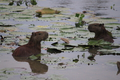 Hydrochoerus isthmius