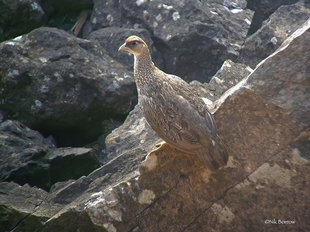 Djibouti Spurfowl photo