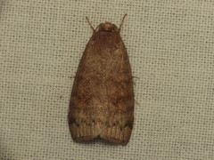 Austrocarea iocephala