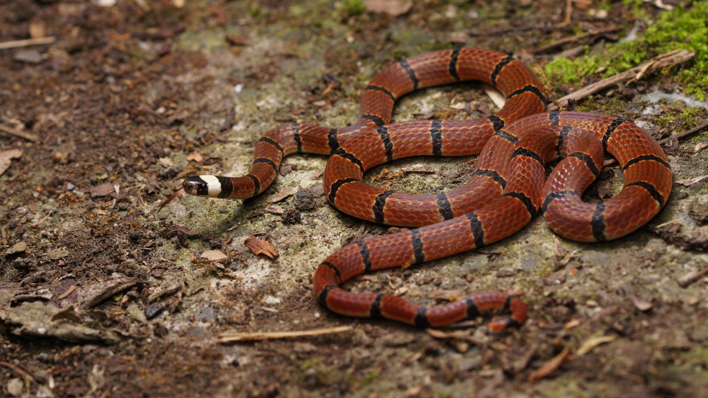 Swinhoe's Temperate Asian Coralsnake
