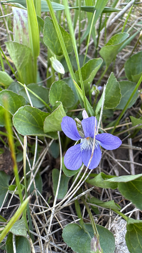 hookedspur violet