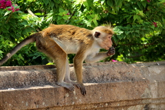 Macaca sinica