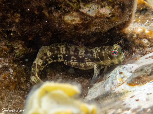 Blenniella periophthalmus observed 2026-05-15