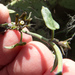 Matelea parvifolia - Photo (c) Steve Jones, μερικά δικαιώματα διατηρούνται (CC BY-NC), uploaded by Steve Jones