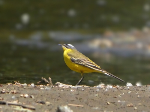 Western Yellow Wagtail