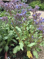 Borago