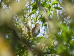 Luscinia megarhynchos