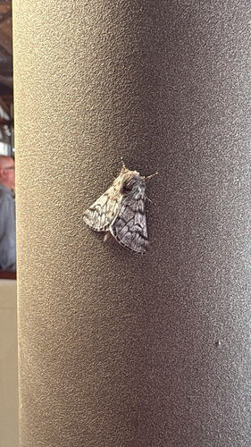 Pine Processionary-moth