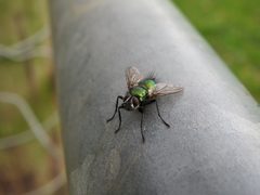 Gymnocheta viridis