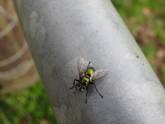 Gymnocheta viridis