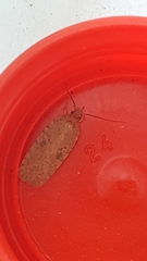 Agonopterix subpropinquella