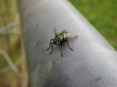 Gymnocheta viridis