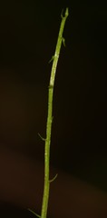 Liparis odorata