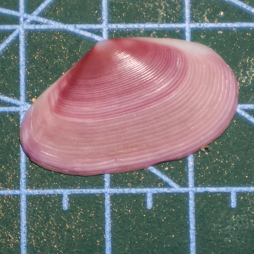 Eurytellina rubescens, 2026-05-23