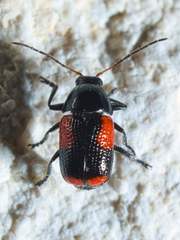 Cryptocephalus quadruplex